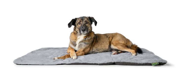 HUNTER Hunde Decke + Kissen 2in1 Rockford